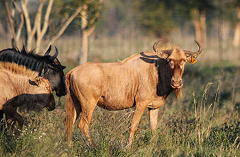 golden wildebeest