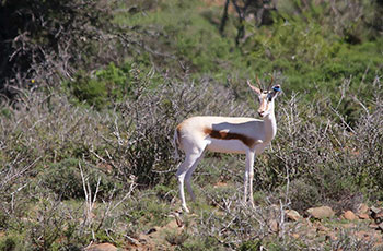 maroela buck
